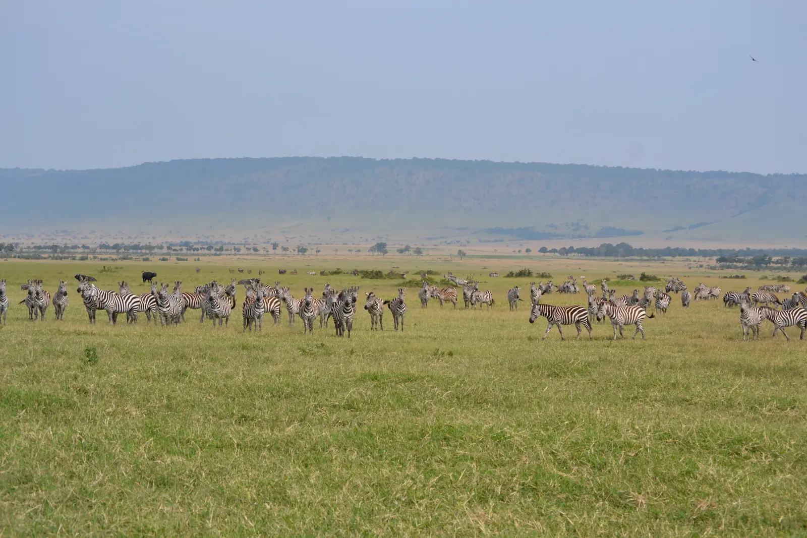 Zebras grazing on the open plains of the Maasai Mara with the escarpment behind