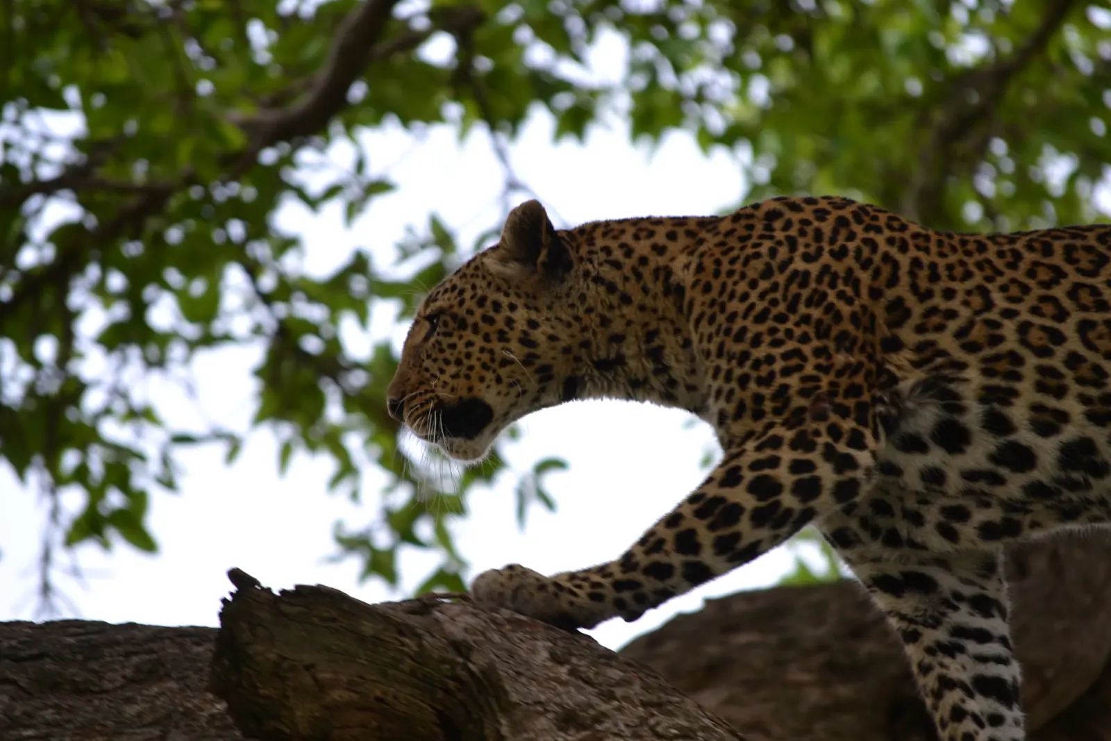A leopard stretched along a tree branch in the Maasai Mara